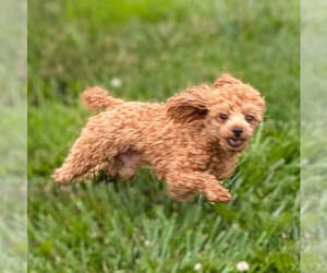 Father of the Poodle (Toy) puppies born on 05/26/2026
