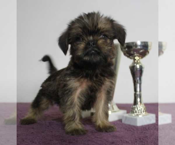 Medium Photo #1 Brussels Griffon Puppy For Sale in BROOKLYN, NY, USA