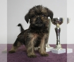 Small Photo #1 Brussels Griffon Puppy For Sale in BROOKLYN, NY, USA