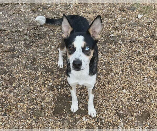 Medium Photo #3 Siberian Husky-Unknown Mix Puppy For Sale in Anniston, AL, USA