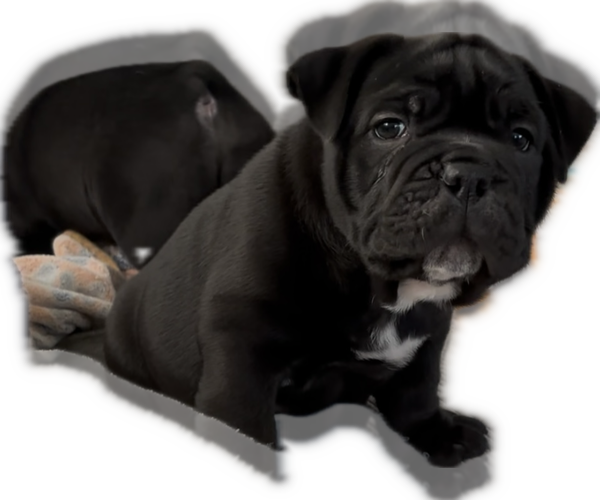Medium Photo #1 Bulldog Puppy For Sale in OXNARD, CA, USA