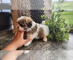 Puppy Storme Mal-Shi
