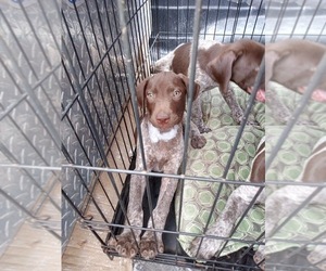 German Shorthaired Pointer Puppy for sale in OZARK, AL, USA
