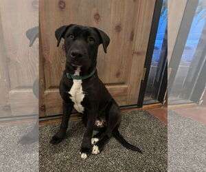 Labrador Retriever-Unknown Mix Dogs for adoption in San Diego, CA, USA