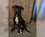 Small Labrador Retriever Mix