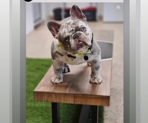 Father of the French Bulldog puppies born on 12/11/2024