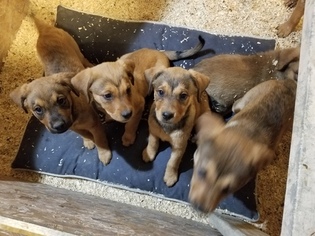 Chesapeake Bay Retriever-Rottweiler Mix Puppy for sale in ANOKA, MN, USA