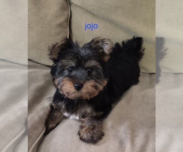 Medium Photo #4 Yorkshire Terrier Puppy For Sale in DETROIT, MI, USA
