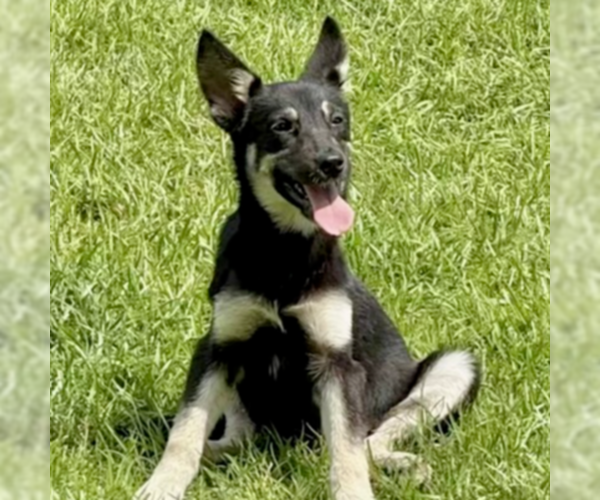 Medium Photo #9 German Shepherd Dog-Unknown Mix Puppy For Sale in Brewster, NY, USA