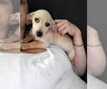 Puppy 1 Chiweenie-Dachshund Mix