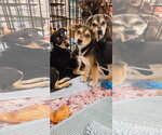 Small #1 Chihuahua-Retriever  Mix