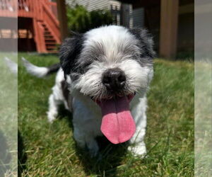 Shih Tzu Dogs for adoption in Spring Lake, NJ, USA