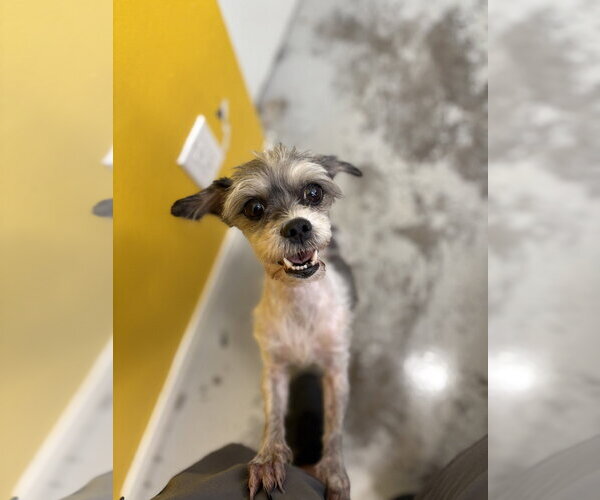 Medium Photo #2 Shih Tzu-Unknown Mix Puppy For Sale in Studio City, CA, USA