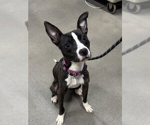 Mutt Dogs for adoption in Forestville, MD, USA