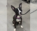 Small Mutt