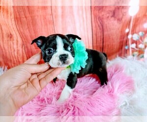 Boston Terrier Puppy for sale in CARTHAGE, TX, USA