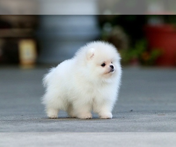 Medium Photo #2 Pomeranian Puppy For Sale in CINCINNATI, OH, USA