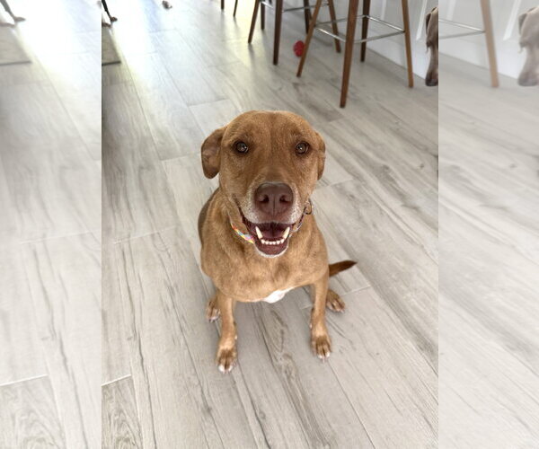 Medium Photo #3 Unknown-Vizsla Mix Puppy For Sale in Lighthouse Point, FL, USA