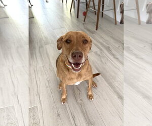 Anna - Female Unknown-Vizsla Mix Dog for Adoption - Photo #3