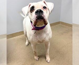 Boxer Dogs for adoption in Aurora, CO, USA