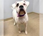 DOTTY - Female Boxer Dog for Adoption - Small photo