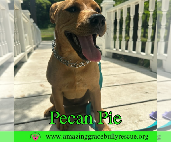 Medium Photo #4 Mutt Puppy For Sale in Pensacola, FL, USA