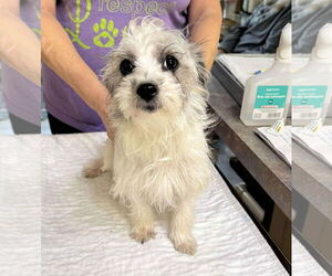 Mutt Dogs for adoption in Benton, LA, USA