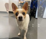 Small Photo #11 Jack Chi Puppy For Sale in San Francisco, CA, USA
