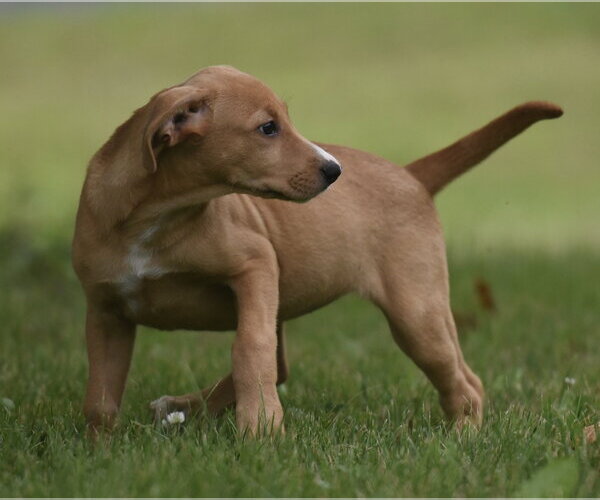 Medium Photo #5 Labrador Retriever-Unknown Mix Puppy For Sale in Mechanicsburg, PA, USA
