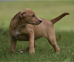 Small #4 Labrador Retriever Mix