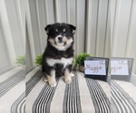 Small Photo #1 Pomsky Puppy For Sale in BELLEVUE, IA, USA