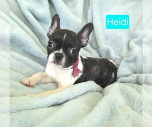 Faux Frenchbo Bulldog Puppy for sale in MINERAL WELLS, WV, USA