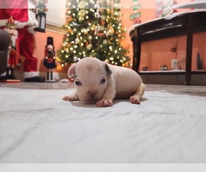 French Bulldog Puppy for sale in HESPERIA, CA, USA