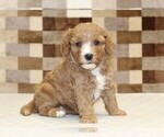 Small #3 Bernedoodle (Miniature)-Cavapoo (Miniature) Mix
