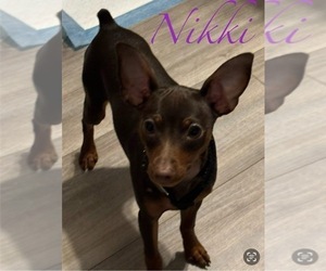 Mother of the Miniature Pinscher puppies born on 06/28/2026