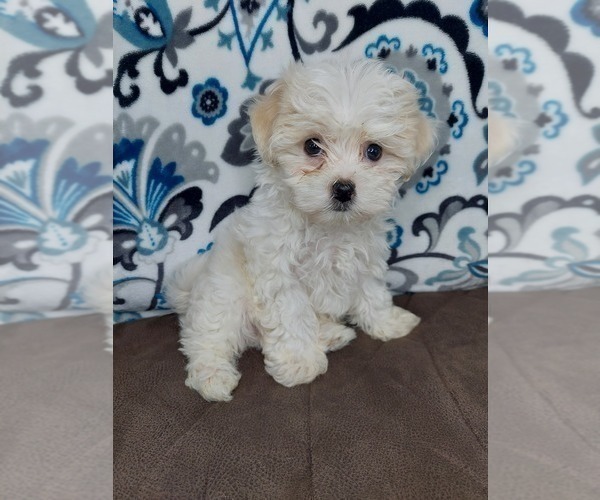 Medium Photo #2 Maltipoo Puppy For Sale in ELKTON, KY, USA