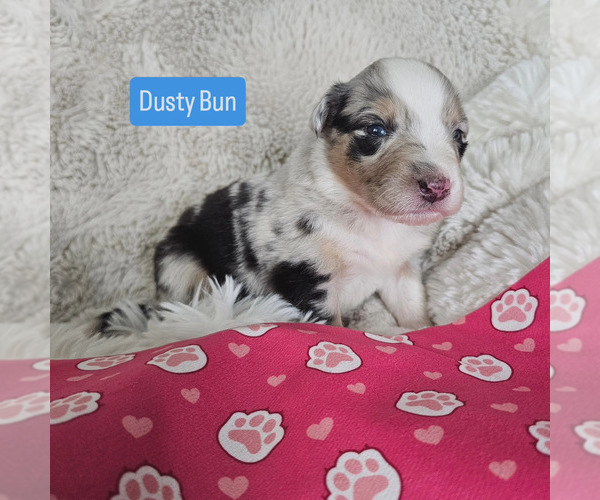 Medium Photo #1 Australian Shepherd Puppy For Sale in PHOENIX, AZ, USA