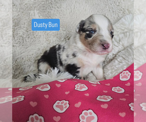 Australian Shepherd Puppy for sale in PHOENIX, AZ, USA