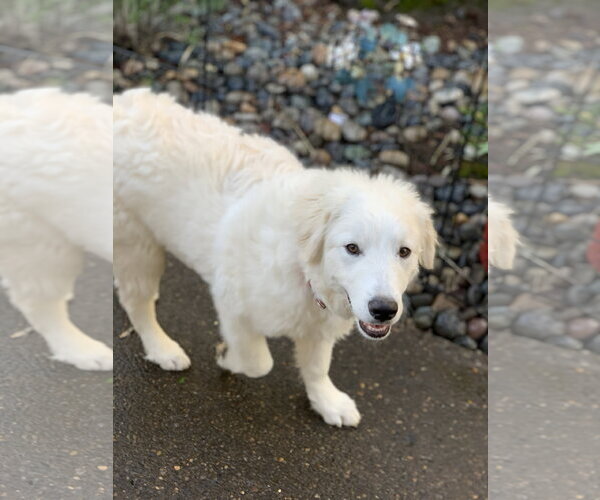 Medium Photo #2 Great Pyrenees Puppy For Sale in Spring, TX, USA