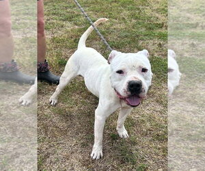 Colt - Male Mutt Dog for Adoption - Photo #5