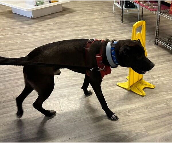 Medium Photo #15 Labrador Retriever-Unknown Mix Puppy For Sale in Atlanta, GA, USA