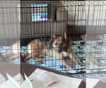 Small #14 Australian Kelpie-German Shepherd Dog Mix