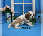 Small #16 Cavalier King Charles Spaniel