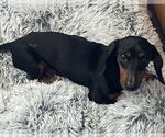 Small #6 Dachshund