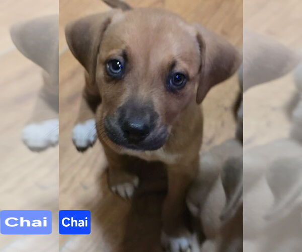 Medium Photo #4 Labsky Puppy For Sale in Alexander, AR, USA