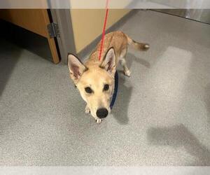 German Shepherd Dog-Unknown Mix Dogs for adoption in Orange, CA, USA