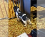 Small Photo #1 Cocker Spaniel Puppy For Sale in MARTIN, GA, USA