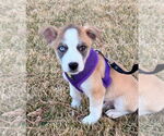 Small #1 Mutt