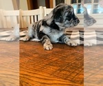 Small Photo #2 F2 Aussiedoodle Puppy For Sale in ELIZABETHTON, TN, USA