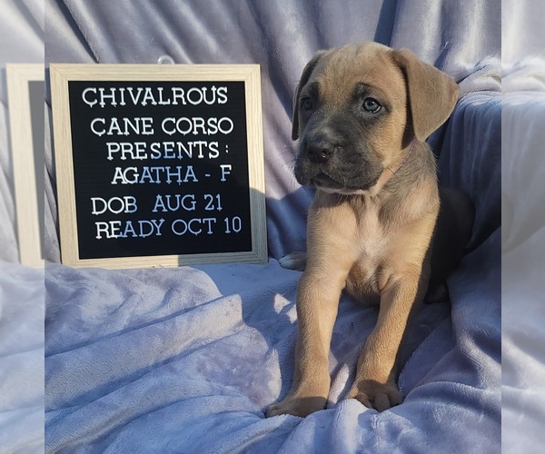 Medium Photo #7 Cane Corso Puppy For Sale in MINERAL WELLS, WV, USA